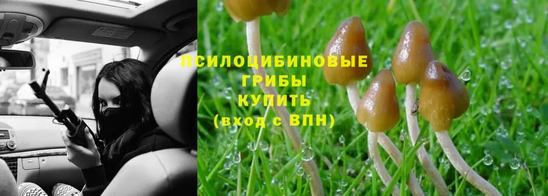 Псилоцибиновые грибы Cubensis  ОМГ ОМГ ССЫЛКА  Ульяновск 